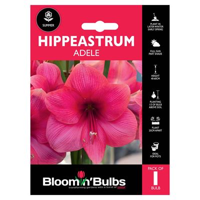 Picture of HIPPEASTRUM ADELE 1pk