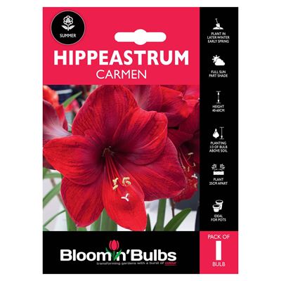 Picture of HIPPEASTRUM CARMEN 1pk