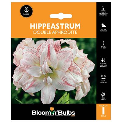 Picture of HIPPEASTRUM DOUBLE APHRODITE 1pk