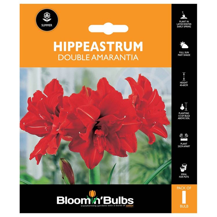 Picture of HIPPEASTRUM DOUBLE AMARANTIA 1pk