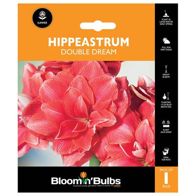 Picture of HIPPEASTRUM DOUBLE DREAM 1pk