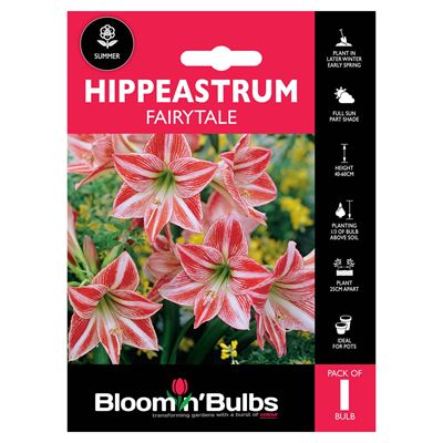 Picture of HIPPEASTRUM FAIRYTALE 1pk