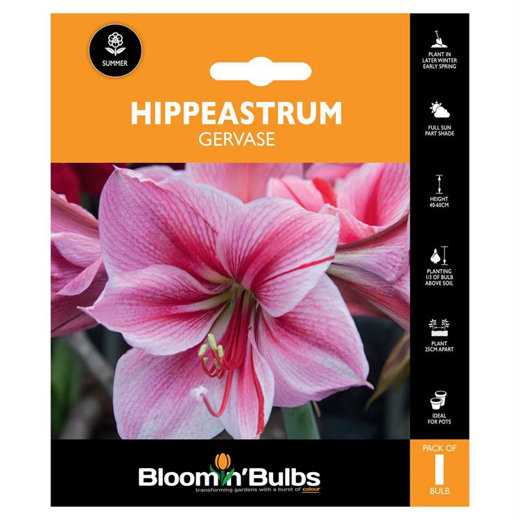 Picture of HIPPEASTRUM GERVASE 1pk