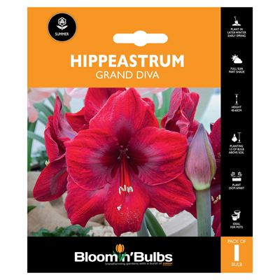 Picture of HIPPEASTRUM GRAND DIVA 1pk