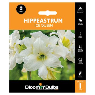 Picture of HIPPEASTRUM ICE QUEEN 1pk