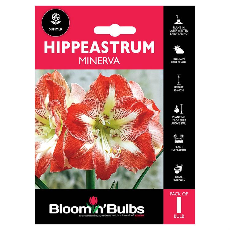 Picture of HIPPEASTRUM MINERVA 1pk