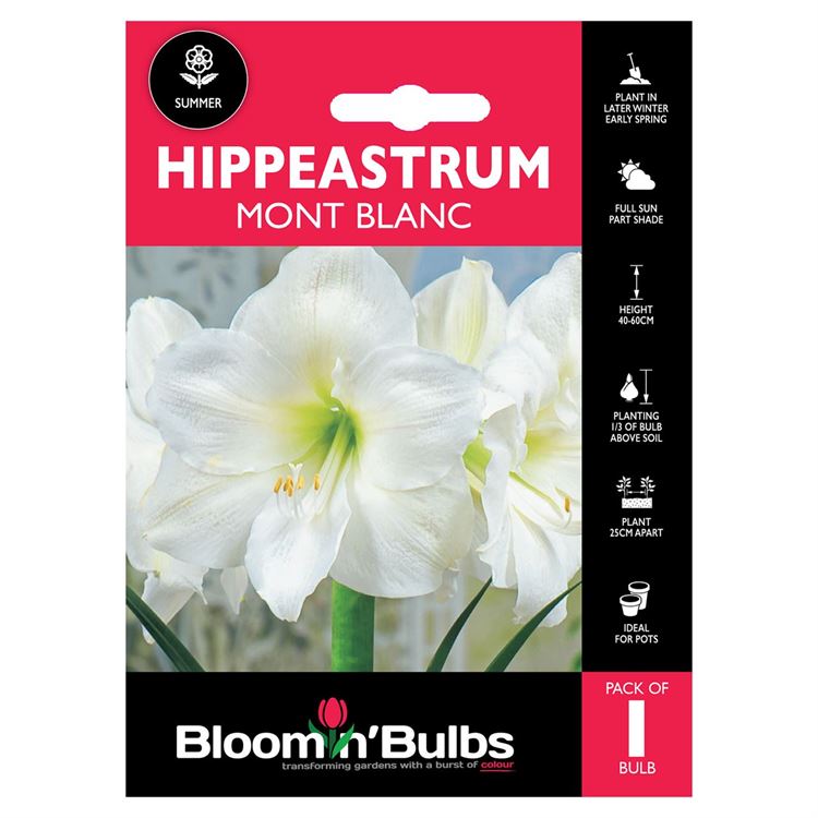 Picture of HIPPEASTRUM MOUNT BLANC 1pk