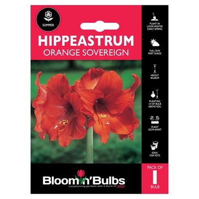 Picture of HIPPEASTRUM ORANGE SOUVEREIGN 1pk