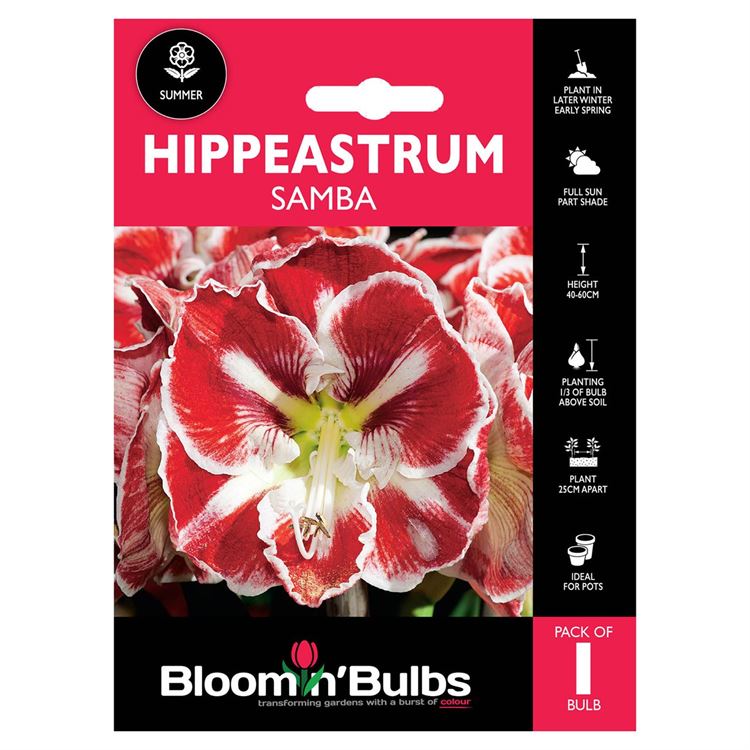 Picture of HIPPEASTRUM SAMBA 1pk