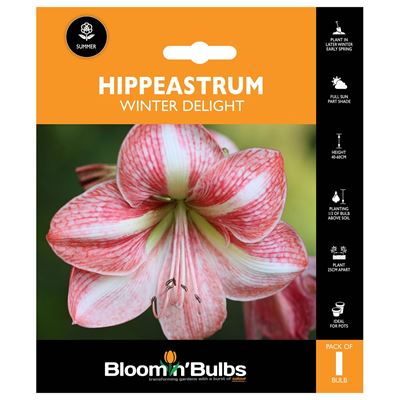 Picture of HIPPEASTRUM WINTER DELIGHT 1pk