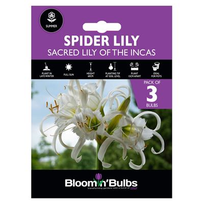 Picture of ISEMENE FESTALIS SPIDER LILY 3pk