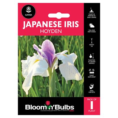 Picture of JAPANESE IRIS HOYDEN 1pk