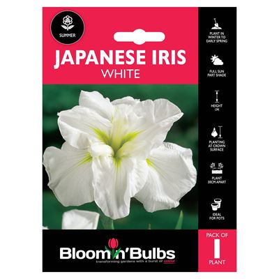 Picture of JAPANESE IRIS WHITE 1pk