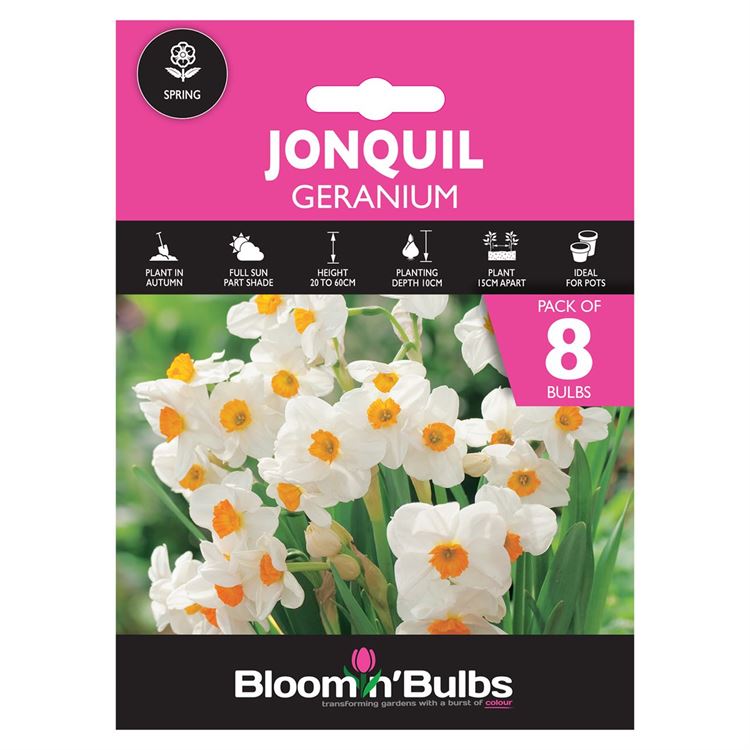 Picture of JONQUIL GERANIUM 8pk