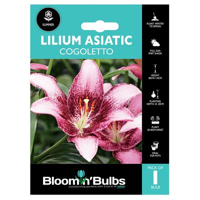 Picture of LILIUM COGOLETO 1pk