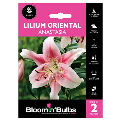 Picture of LILIUM ANASTASIA 2pk