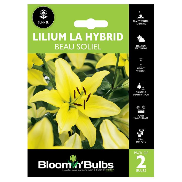 Picture of LILIUM BEAU SOLIEL 2pk