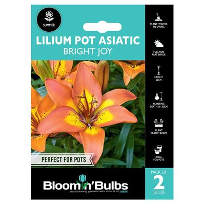 Picture of LILIUM BRIGHT JOY 2pk