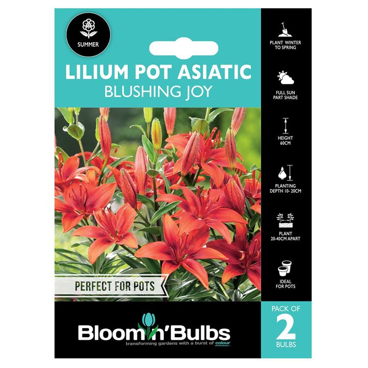 Picture of LILIUM BLUSHING JOY 2pk