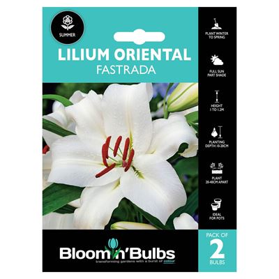 Picture of LILIUM FASTRADA 2pk