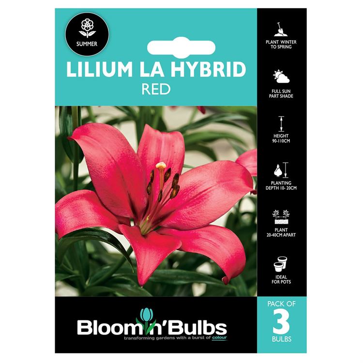 Picture of LILIUM LA HYBRID RED 3pk