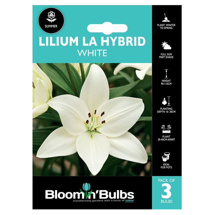 Picture of LILIUM LA HYBRID WHITE 3pk