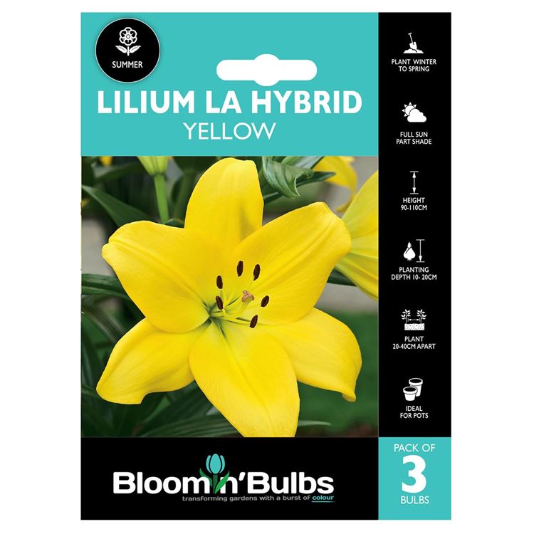 Picture of LILIUM LA HYBRID YELLOW 3pk