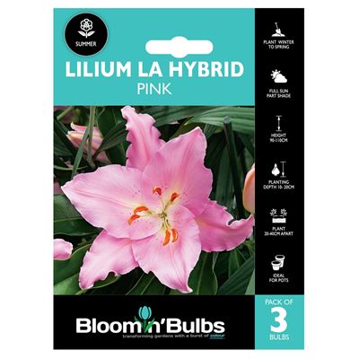 Picture of LILIUM LA HYBRID PINK 3pk