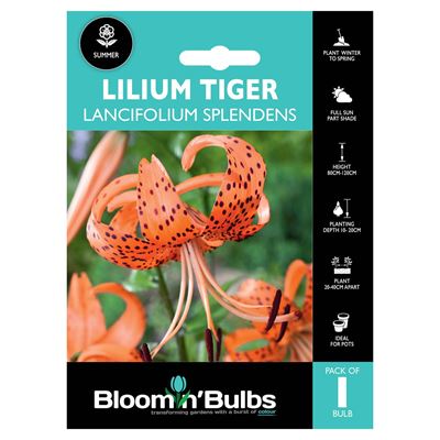 Picture of LILIUM LANCIFOLIUM SPLENDENS 1pk