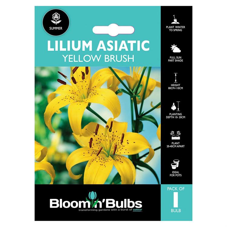 Picture of LILIUM YELLOW BRUSH 1pk