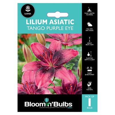 Picture of LILIUM PURPLE EYE 1pk