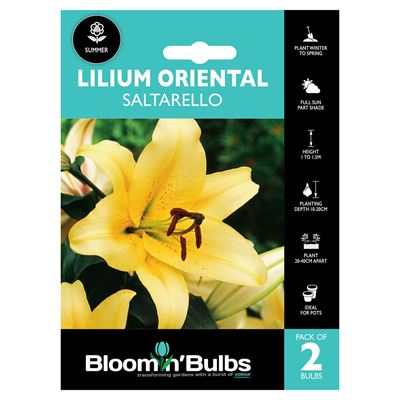 Picture of LILIUM SALTARELLO 2pk