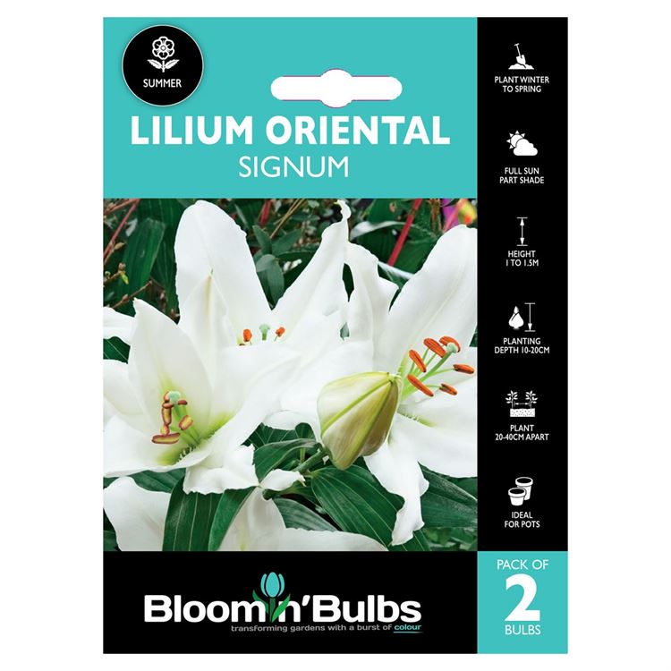 Picture of LILIUM SIGNUM 2pk