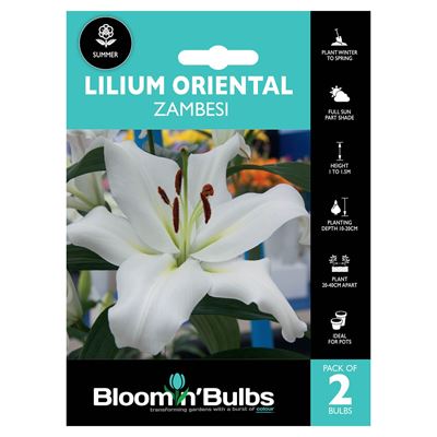 Picture of LILIUM ZAMBESI 2pk