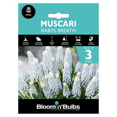 Picture of MUSCARI BABYS BREATH 3pk