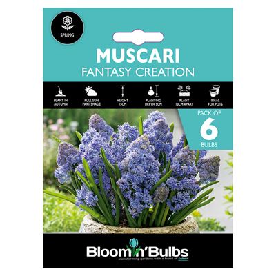 Picture of MUSCARI FANTASY CREATION 6pk