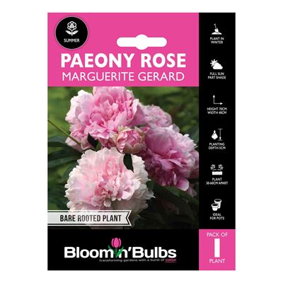 Picture of PAEONY ROSE MARGUERITE GERARD pk