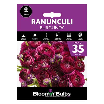 Picture of RANUNCULI BURGUNDY  35pk