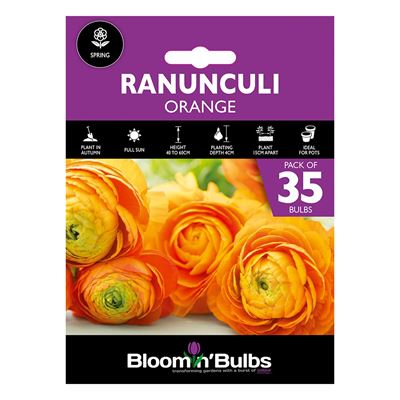 Picture of RANUNCULI ORANGE  35pk