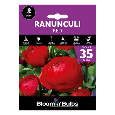 Picture of RANUNCULI RED  35pk