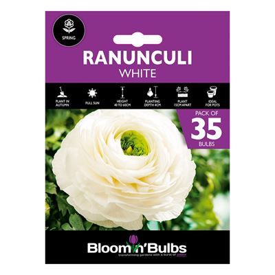 Picture of RANUNCULI WHITE  35pk