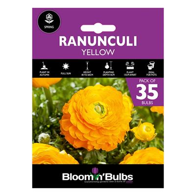 Picture of RANUNCULI YELLOW  35pk