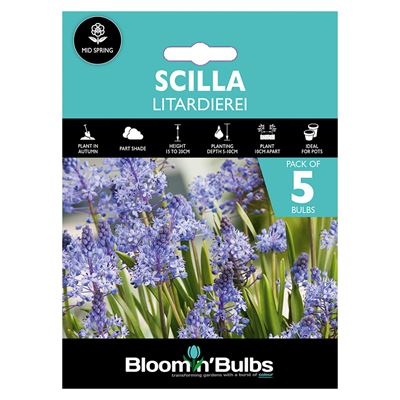 Picture of SCILLA LITARDIEREI 5pk