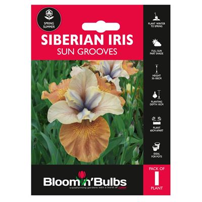 Picture of SIBERIAN IRIS SUN GROOVES 1pk