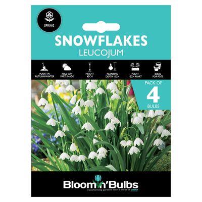 Picture of SNOWFLAKES LEUCOJUM 4pk