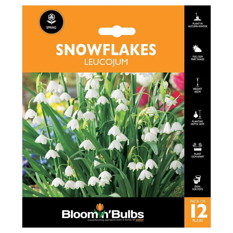 Picture of SNOWFLAKES LEUCOJUM 12PK