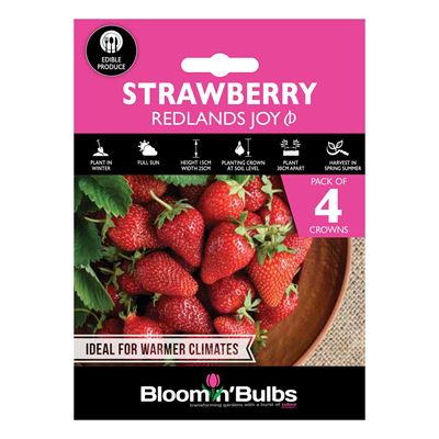 Picture of STRAWBERRY REDLANDS JOY 4pk