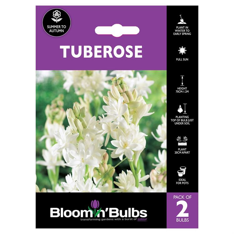 Picture of TUBEROSE 2pk