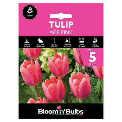 Picture of TULIP ACE PINK 5pk