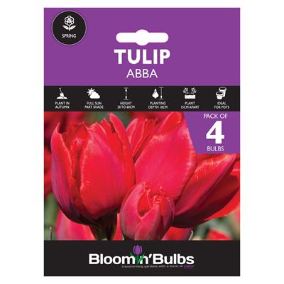 Picture of TULIP ABBA 4pk